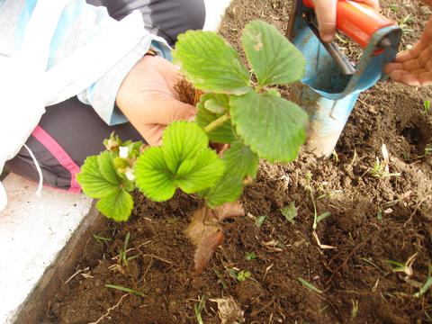Também plantámos morangos!